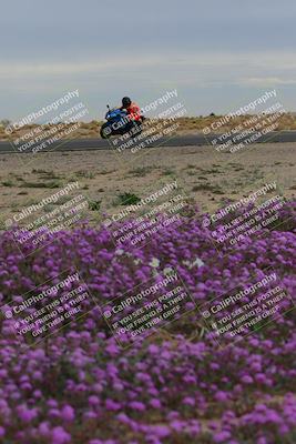 media/Jan-14-2023-SoCal Trackdays (Sat) [[497694156f]]/Turn 14 Exit Bloomig (145pm)/